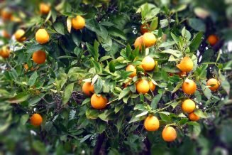 Citrinos da Pala - Baião