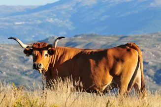 Raça Arouquesa - Baião