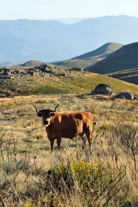 Raça Arouquesa - Baião