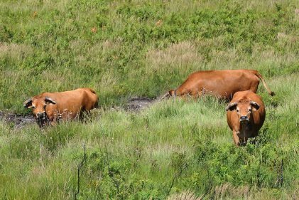 Raça Arouquesa - Baião