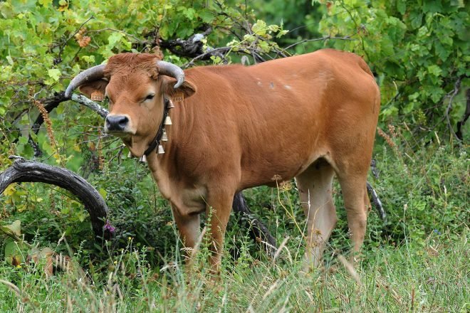 Raça Arouquesa - Baião